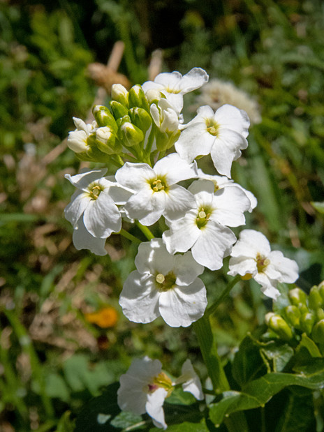 Cardamine - Bitter Cress 2.jpg